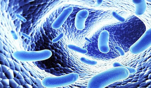 Probióticos: una cápsula al día que cambiará su salud II Parte
