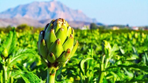 Nueva Alcachofa Bio de Conatal. Plantas Ecológicas en prácticos formatos a un precio muy competitivo.