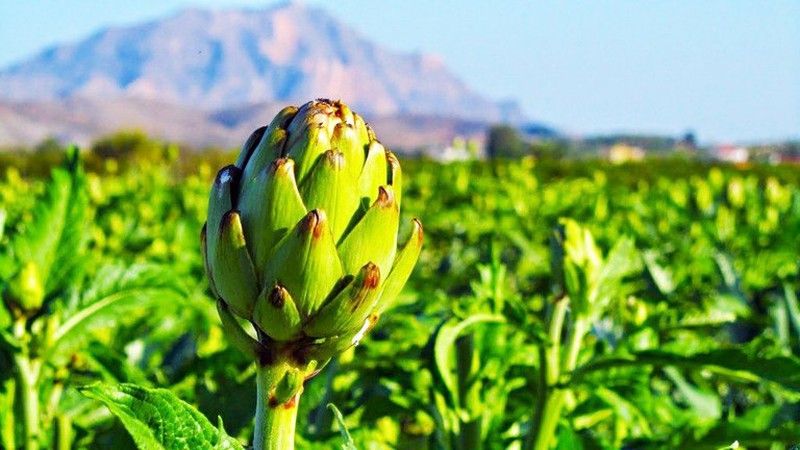 Nueva Alcachofa Bio de Conatal. Plantas Ecológicas en prácticos formatos a un precio muy competitivo.