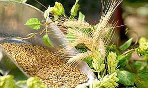 Levadura de Cerveza, rica en proteínas, minerales y vitaminas