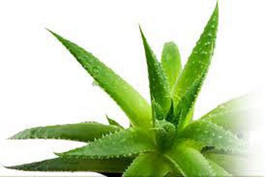 Beneficios y propiedades del Aloe Vera