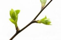 Descubre la Yemoterapia, propiedades naturales beneficiosas para los problemas articulares, menopausia, circulación, próstata, sistema inmunológico...