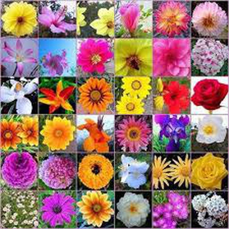 Flores de Bach que ayudan a la salud emocional y curan la salud física