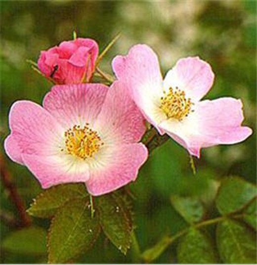 Rosa Mosqueta Propiedades y Beneficios para el cuidado de la piel y del cabello