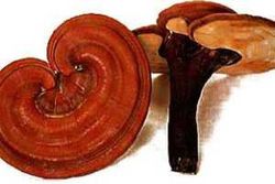 Propiedades Reishi: sistema inmunológico, resfriados, gripes, bronquitis, alergias, etc.