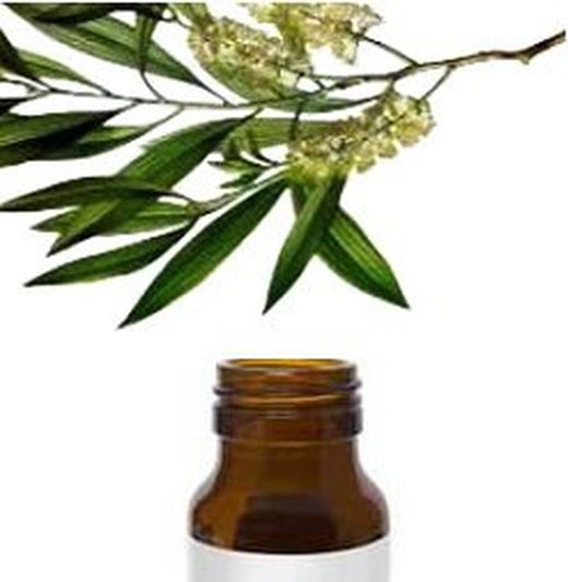 Árbol de té: acné, hongos, candidiasis, piojos, verrugas, etc.