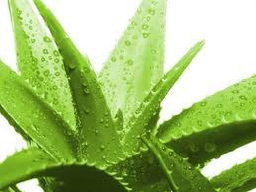 Protege tu piel de forma natural! Gel de Aloe Vera