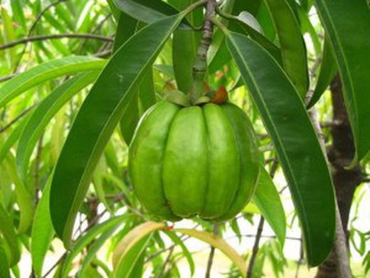 Propiedades adelgazantes de la Garcinia Cambogia