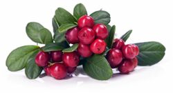 Arándano Rojo Propiedades y Beneficios