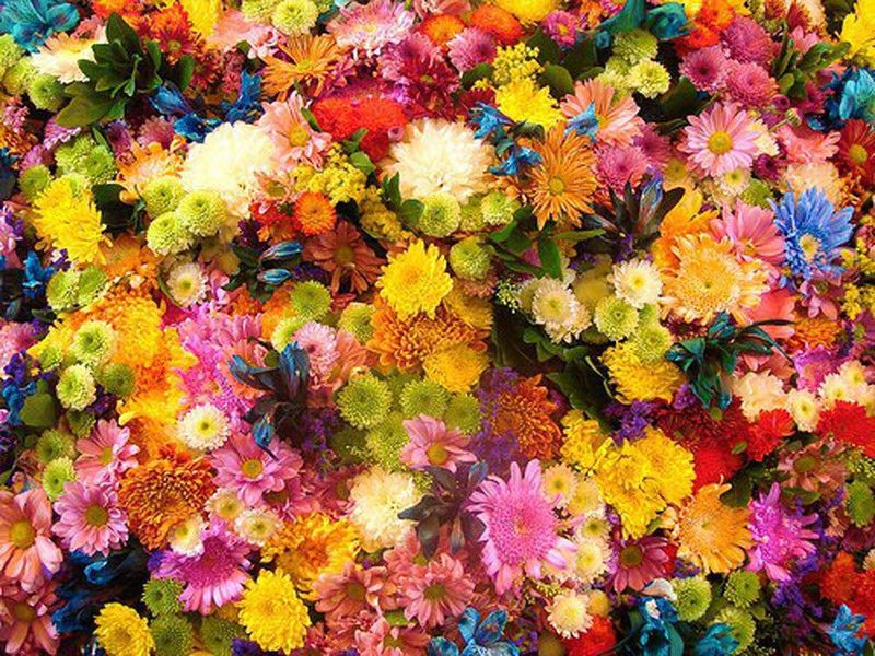 Flores de Bach
