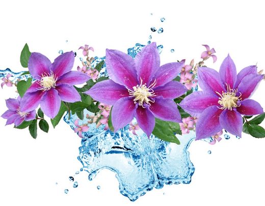 Aguas Florales y Colonia