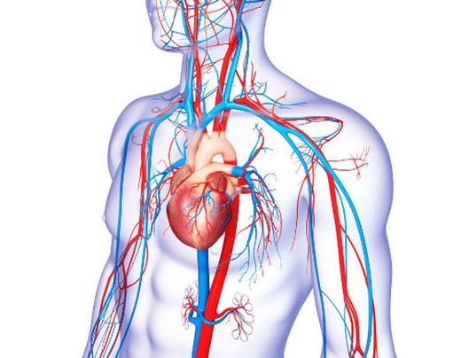 Sistema Cardio-circulatorio