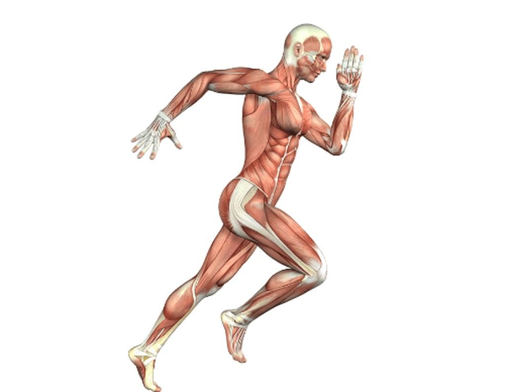 Sistema Locomotor 🏃🏼‍♀️