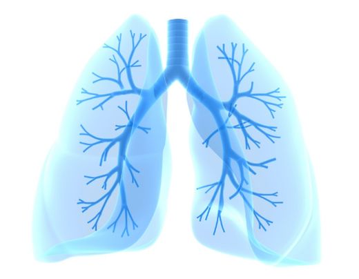 Sistema Respiratorio