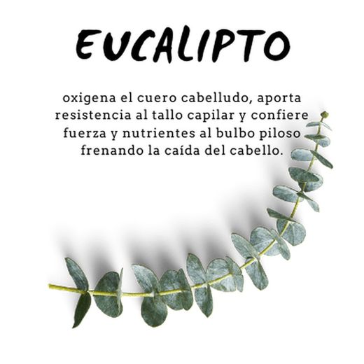 Champú de Eucalipto 300 ml D'Shila