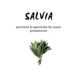 Champú de Salvia 300 ml D'Shila
